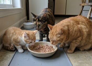 Quantas vezes por dia seu gato deve comer ração úmida? Guia básico para filhotes, adultos e gatos com sobrepeso