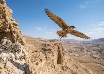 Um falcão que escapou do cativeiro estabeleceu uma família no deserto da Judeia