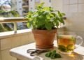 A folha perfumada que melhora a digestão, acalma o estômago e ainda é muito fácil de plantar em vasos na varanda