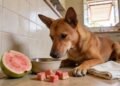 A fruta comum de quintal que é segura para cães e ajuda a melhorar a digestão e a saúde intestinal