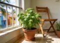 A planta aromática que afasta mosquitos da varanda e ainda serve como calmante natural para o estômago