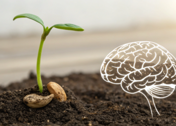 A semente que ajuda o cérebro a funcionar melhor e também contribui para reduzir o estresse