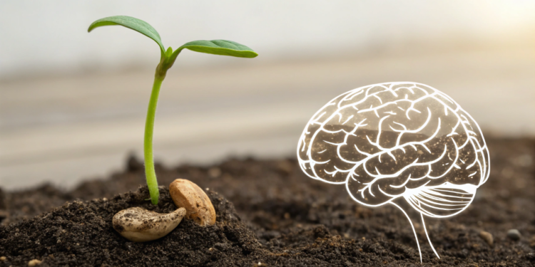 A semente que ajuda o cérebro a funcionar melhor e também contribui para reduzir o estresse