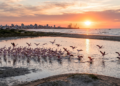 Uma cidade gaúcha onde flamingos chilenos pousam após voar 8 mil km e o sol nasce no oceano