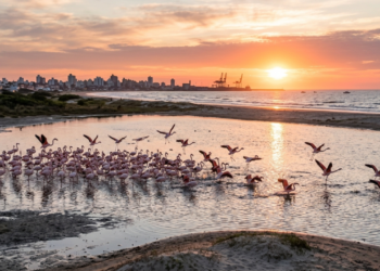 Uma cidade gaúcha onde flamingos chilenos pousam após voar 8 mil km e o sol nasce no oceano