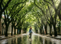 Parece cenário de filme, mas é no Brasil onde fica a rua mais bonita do mundo, com 156 árvores que formam um túnel verde em uma capital