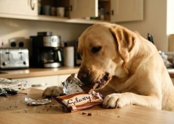 Alimentos perigosos que muita gente ainda oferece sem querer e que podem fazer muito mal para cães e gatos
