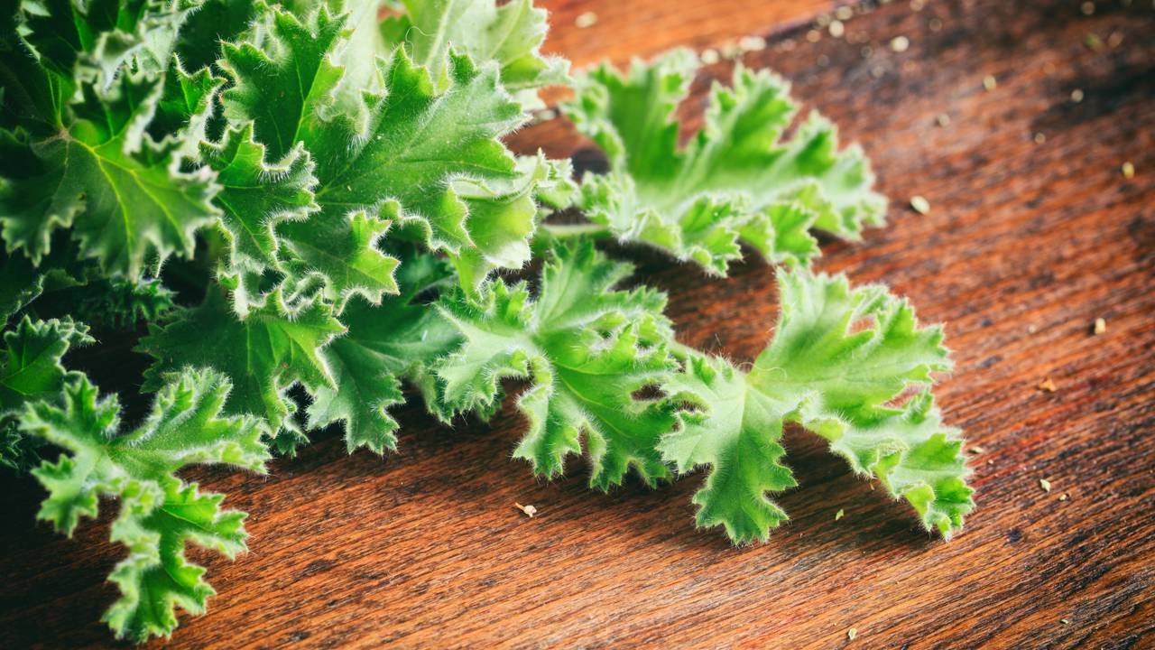 Planta fácil de cultivar em apartamento que ajuda a afastar mosquitos naturalmente