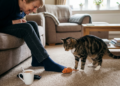 Por que os gatos deixam brinquedos perto dos donos e o que isso pode estar querendo dizer