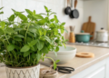Erva fácil de cultivar na cozinha que ajuda a melhorar a digestão naturalmente