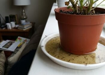 De acordo com a ciência, o que significa quando mosquitos aparecem em excesso dentro de casa