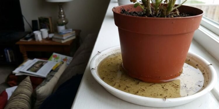 A abundância de mosquitos dentro de casa eleva drasticamente as chances de transmissão de arboviroses