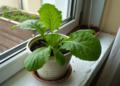 Folha comestível fácil de cultivar em casa que cresce mesmo com pouca luz natural