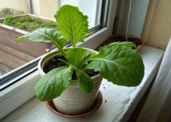 Folha comestível fácil de cultivar em casa que cresce mesmo com pouca luz natural