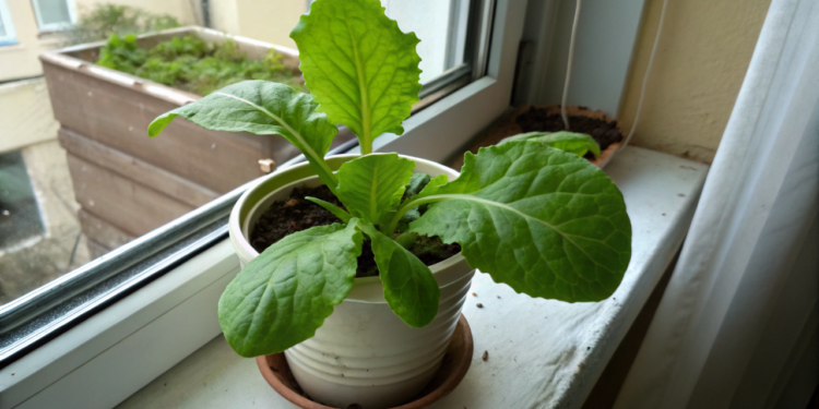 Folha comestível fácil de cultivar em casa que cresce mesmo com pouca luz natural