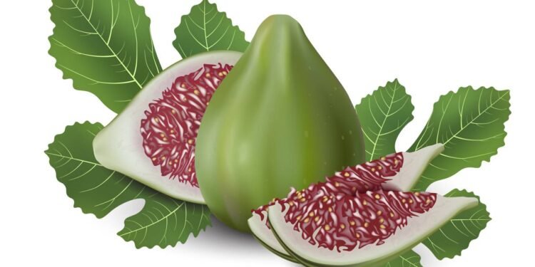 A folha de figueira que poucos usam mas ajuda na glicose e reduz dores inflamatórias - Créditos: depositphotos.com / luyali