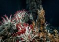 O ecossistema escondido no fundo do oceano, formas de vida que sobrevivem sem oxigênio