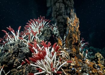 O ecossistema escondido no fundo do oceano, formas de vida que sobrevivem sem oxigênio