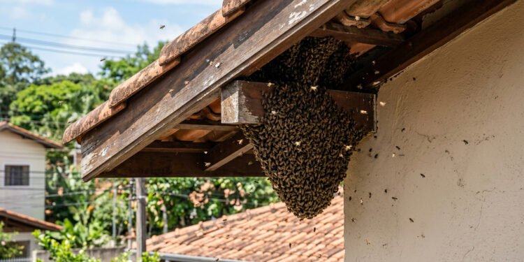 O significado de abelhas aparecerem na sua casa