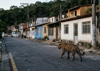O que significa quando animais aparecem fora do seu habitat natural