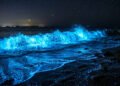 O fenômeno no oceano que intriga biólogos, organismos que brilham no escuro e criam verdadeiros “mares de luz”