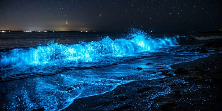 O fenômeno no oceano que intriga biólogos, organismos que brilham no escuro e criam verdadeiros “mares de luz”