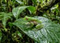 Pesquisadores identificam nova espécie em floresta tropical, descoberta amplia conhecimento da biodiversidade
