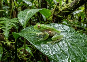 Pesquisadores identificam nova espécie em floresta tropical, descoberta amplia conhecimento da biodiversidade