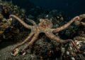 O polvo considerado um dos mais inteligentes do oceano, o comportamento que faz cientistas questionarem a evolução