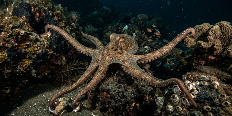 O polvo considerado um dos mais inteligentes do oceano, o comportamento que faz cientistas questionarem a evolução