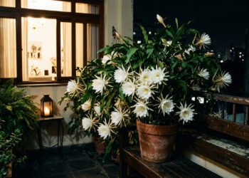 A planta que tem cheiro agradável à noite e pode ser cultivada em pequenos espaços