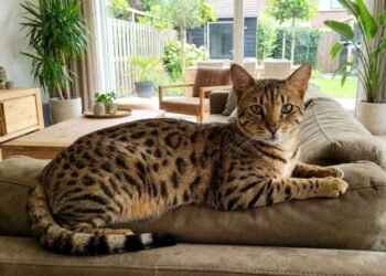 Qual é o gato doméstico mais raro do mundo e o que torna essa raça tão especial