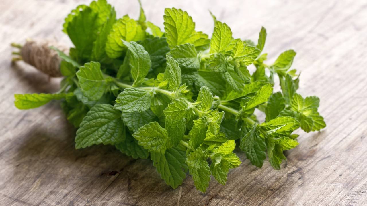 Erva fácil de cultivar na cozinha que ajuda a melhorar a digestão naturalmente