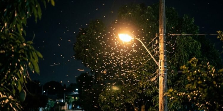 A transição para a iluminação de LED trouxe mudanças significativas na forma como o comportamento de insetos