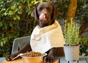 O que significa seu cachorro comer plantas do jardim e quando isso pode ser perigoso