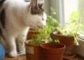 O que significa ter plantas tóxicas no jardim quando você tem filhos pequenos ou pets em casa