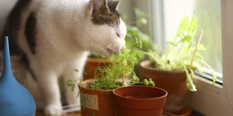 Caso perceba que seu filho ou pet ingeriu uma folha suspeita, lave a boca da vítima com água corrente - Créditos: depositphotos.com / Ulianna