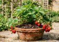 O segredo para colher morangos doces mesmo plantando em vaso
