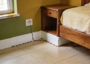 O que significa quando começam a aparecer formigas no quarto, mesmo sem nenhum resto de comida no local