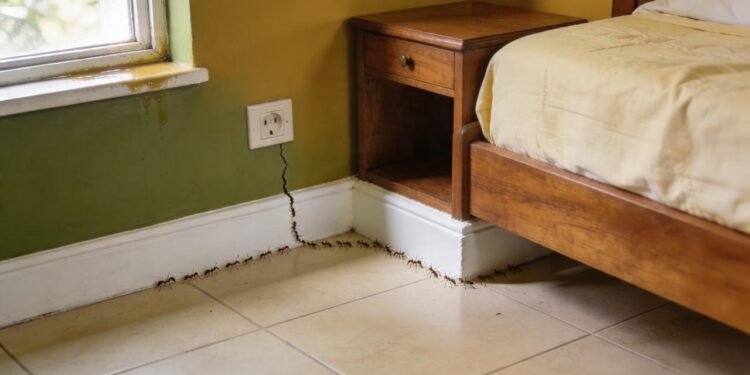 O que significa quando começam a aparecer formigas no quarto, mesmo sem nenhum resto de comida no local