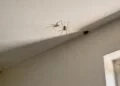 O significado de encontrar pequenas aranhas nos cantos do teto em casa, segundo especialistas