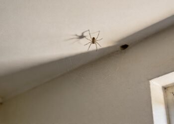O significado de encontrar pequenas aranhas nos cantos do teto em casa, segundo especialistas