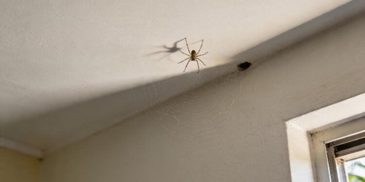 O significado de encontrar pequenas aranhas nos cantos do teto em casa, segundo especialistas