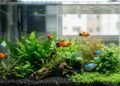7 peixes ideais para aquário pequeno e fáceis de manter em casa