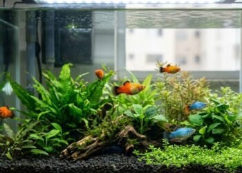 7 peixes ideais para aquário pequeno e fáceis de manter em casa