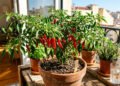 O truque simples que faz a pimenta produzir mais em casa
