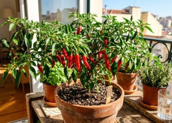 O truque simples que faz a pimenta produzir mais em casa