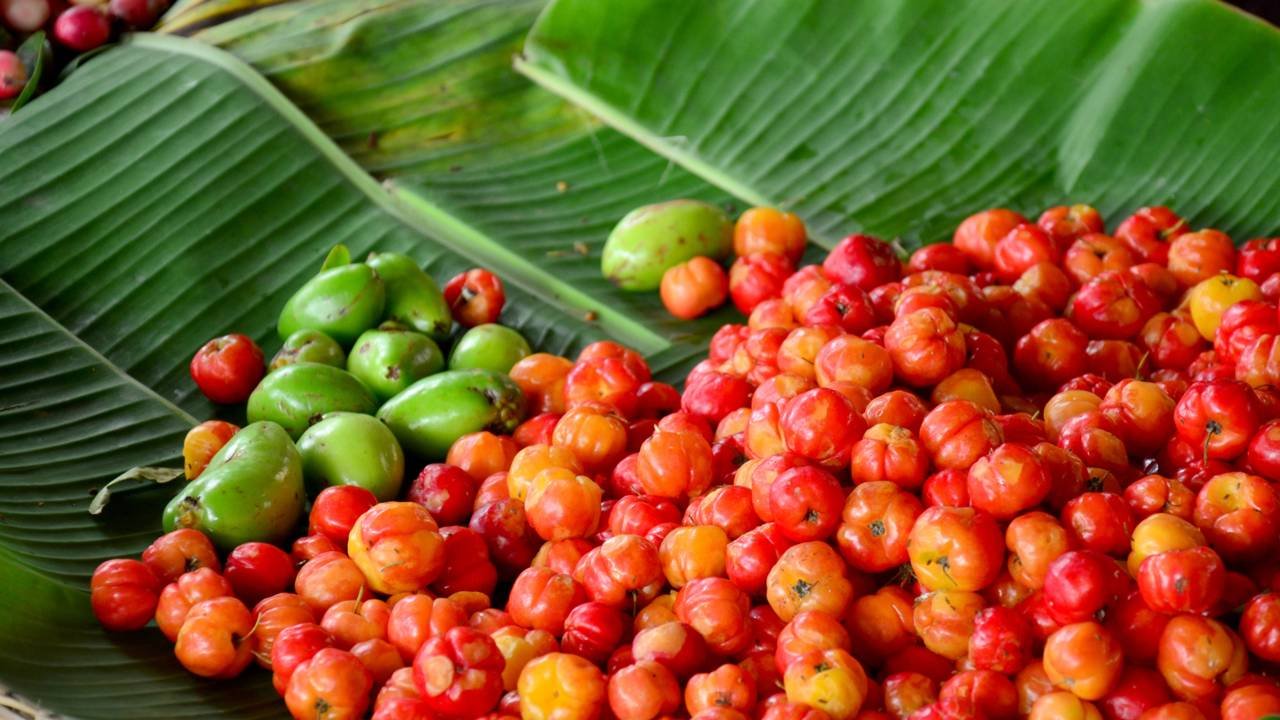 Fruta fácil de plantar em vaso que se adapta bem a apartamentos e produz em pouco tempo
