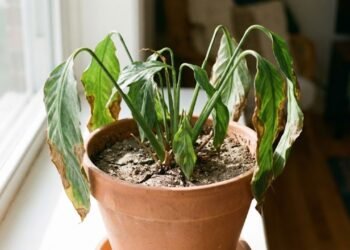 A planta que parece saudável por fora, mas pode estar “sofrendo em silêncio”