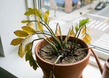 Por que algumas plantas “morrem do nada” mesmo quando você cuida bem delas